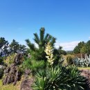 유카센타 이미지