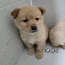 우리두리 이미지