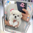 꽃강아지 이미지