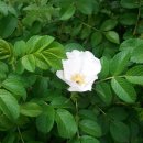 낙동강변로3-3 이미지