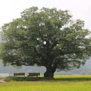 한생명 느티나무 이미지