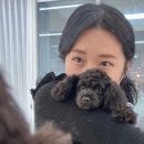 워킹펫 이미지