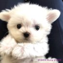 마이다스켄넬 | 말티즈분양 귀여운강아지 "조이"