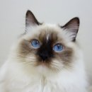 마마캐터리 이미지