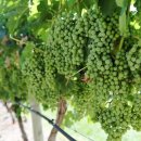 오카나간캠핑장 이미지