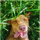 미소로 동물병원 | 안산동물병원에서 강아지 건강검진을 경험한 후기