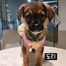 도리 Daum카페