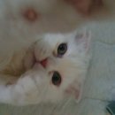 노룬산동물병원