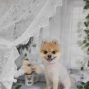 아보네 멍빌리지 이미지