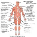 인체의구성 이미지