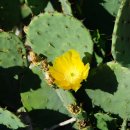 해안선인장Opuntia stricta (Haw.)Haw.(선인장과 선인장속) 이미지