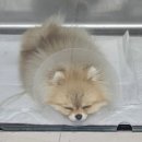 파크동물의료센터 이미지