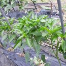 와부농업협동조합경제사업소 이미지