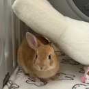 텃밭 수완점 | 광주 수완지구 햄스터 분양샵 포우하우스 소개 정보 후기