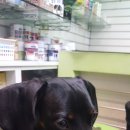 부개종합동물병원 이미지