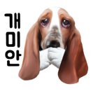 미스터 멍 애견샵 이미지