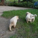 대벌농장 이미지