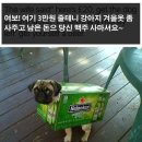 강아지 와요와요 Daum카페