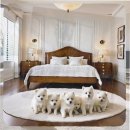 검단건강생활지원센터(2) | 검단 말티푸분양 후회 없이 결정하는 꿀팁 대방출