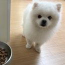 모넬롱 | 창원애견미용 스파 즐길수 있는 모넬롱 창원반려견미용