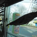 우성댓잎 이미지