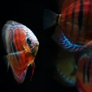 male female Red Catana Discus 2.5 G 이미지