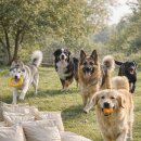 소립에너지 | 개사료20KG 대형견 가성비 좋은 대용량 강아지사료 추천