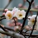 개화-꽃의 노래 이미지