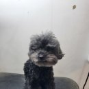 주견야DOG 이미지