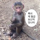숭식간에 거지가 된 김시돌