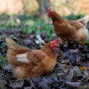 신광축산 이미지