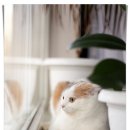 해피펫 | 광주반려동물장례식장 해피펫 후기, 진심으로 함께해주는 마지막 이별 준비