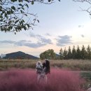 핑크애견 이미지