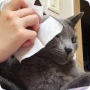 그린청결 네이버블로그