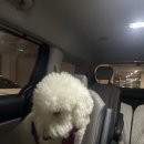 대구 펫 택시 이미지