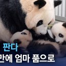 🐼 아이바오가 놀라지 않도록 열심히 김장 하는중인 사육사들.gif 이미지