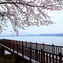 벚나무길 이미지