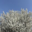 왕꾸이 시골장터닭 | [3월 국내여행/3.28(토) 실시간 개화상황] 하동십리벚꽃길 &amp; 광양매화마을 당일치기 코스