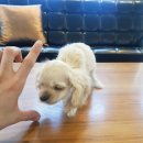 티제이 펫 이미지