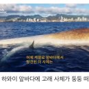 신기먹방 이미지