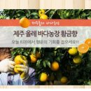 황금향 이미지