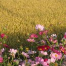 황금물결 농장 이미지