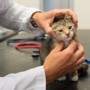 일산 클래식 동물병원 이미지