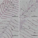 저산소와 재관류가 날새기(Rachycentron canadum)의 아가미와 간장 조직의 변화 이미지