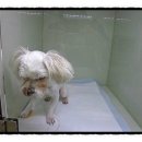 부자동물병원 이미지