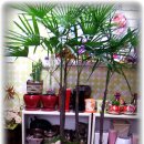 파동약국 이미지