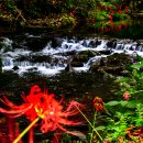 선운사꽃무릇 이미지