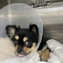 애플동물병원 | 콩이와 다녔던 동물병원들🏥