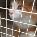 티움동물병원 이미지