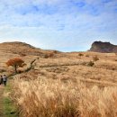 대기철쭉꽃마을 이미지